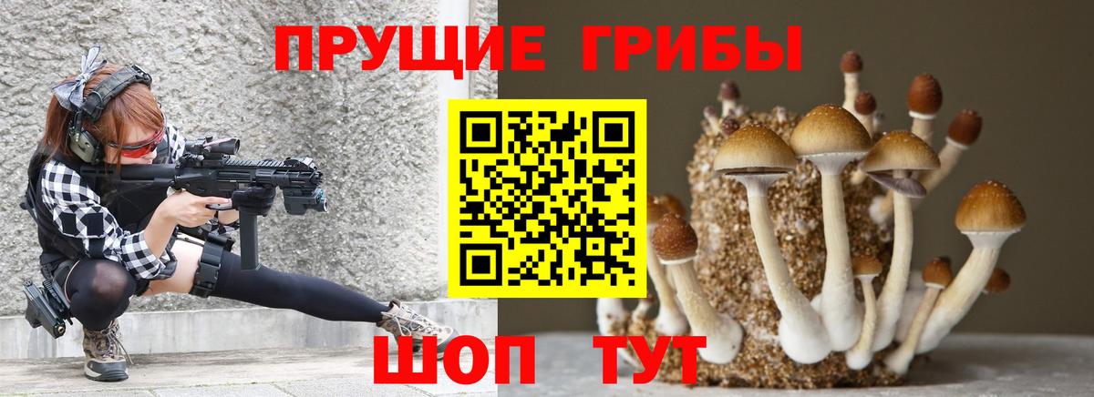 Псилоцибиновые грибы Psilocybine cubensis Саяногорск